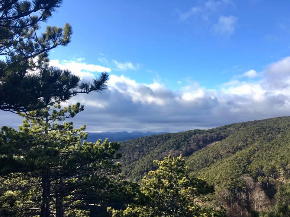 Kiefernwald in Bad Vöslau, Foto Veronika Schöll