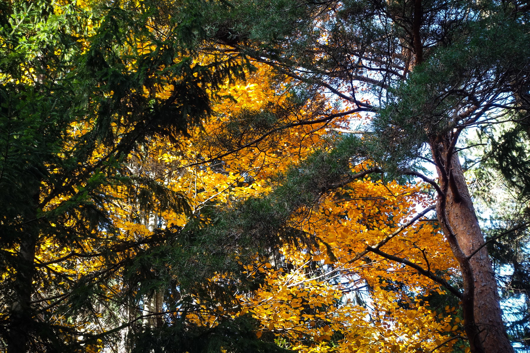 Herbststimmung. Foto: Gerold Petritsch