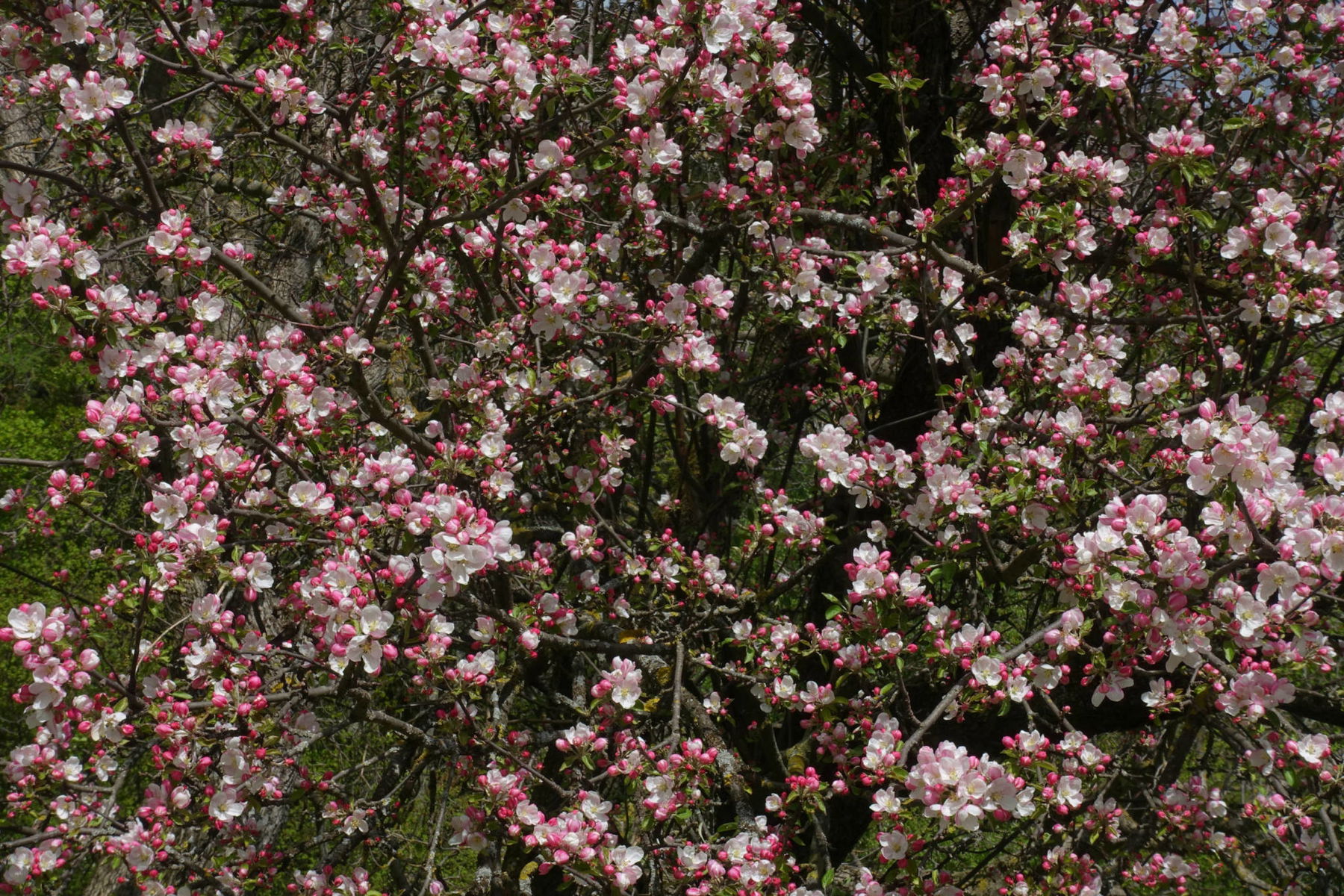 Von Peggau über den Trötsch nach Frohnleiten
