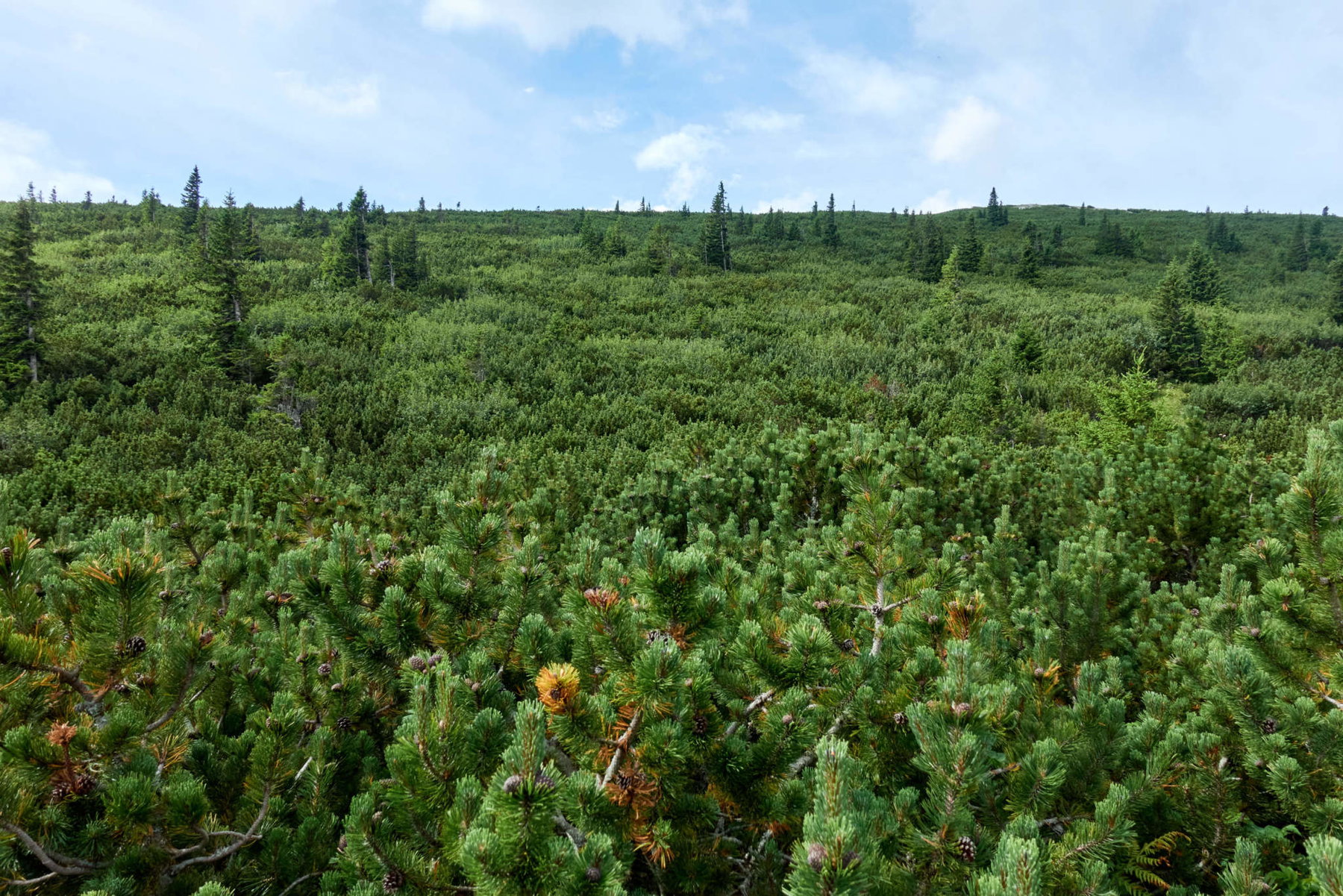 Rax Latschen-Hatschen
