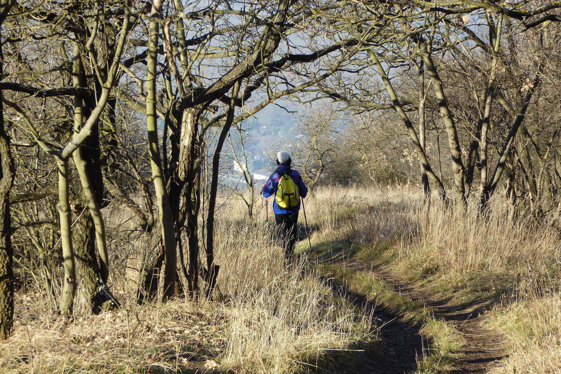 Weihnachtsspaziergang am Hundsheimer Berg
