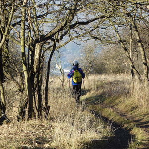 Weihnachtsspaziergang am Hundsheimer Berg