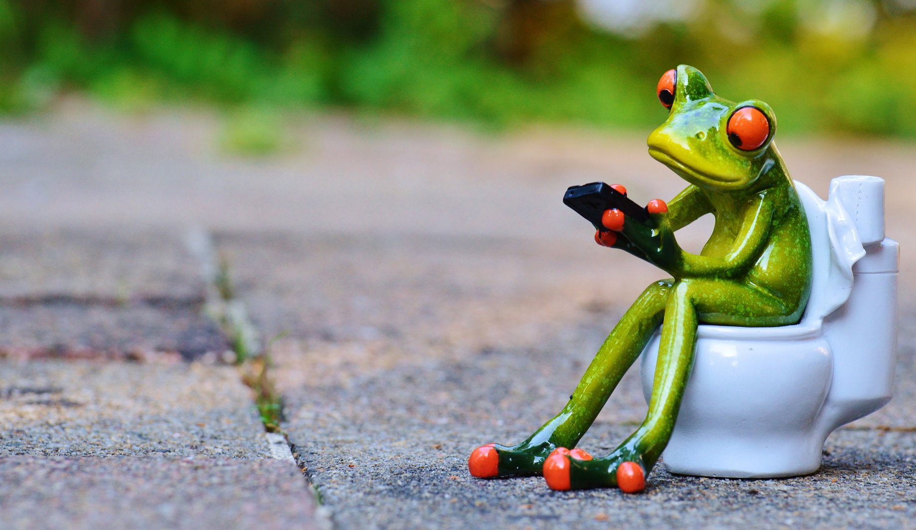 Frosch am Wc