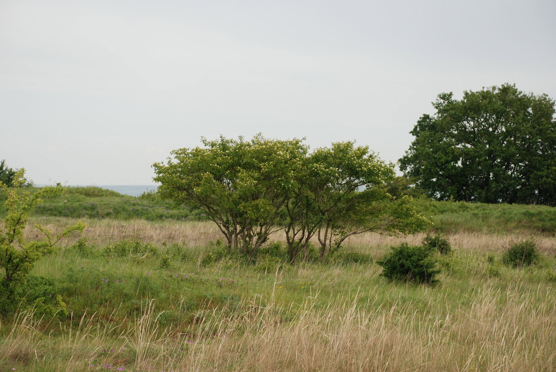 43 Natura Trail „Der Bisamberg“