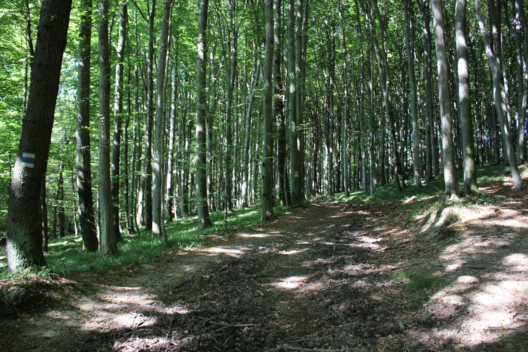 13 WohlfühlWeg „Der Wienerwald bei Rekawinkel“