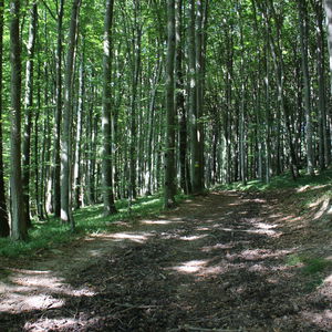 13 WohlfühlWeg „Der Wienerwald bei Rekawinkel“