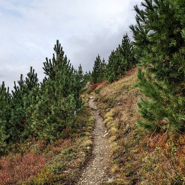 Hohe Köpfe