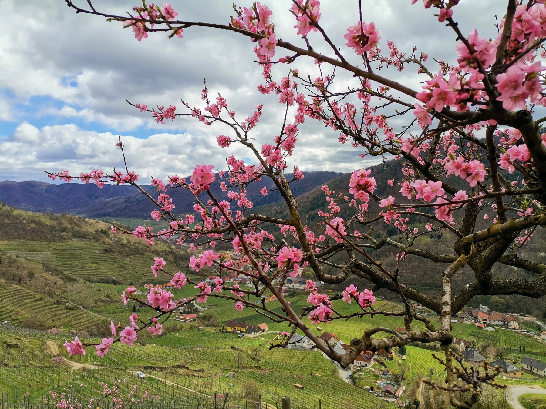 Durch den Spitzer Graben, Wachau still und aussichtsreich
