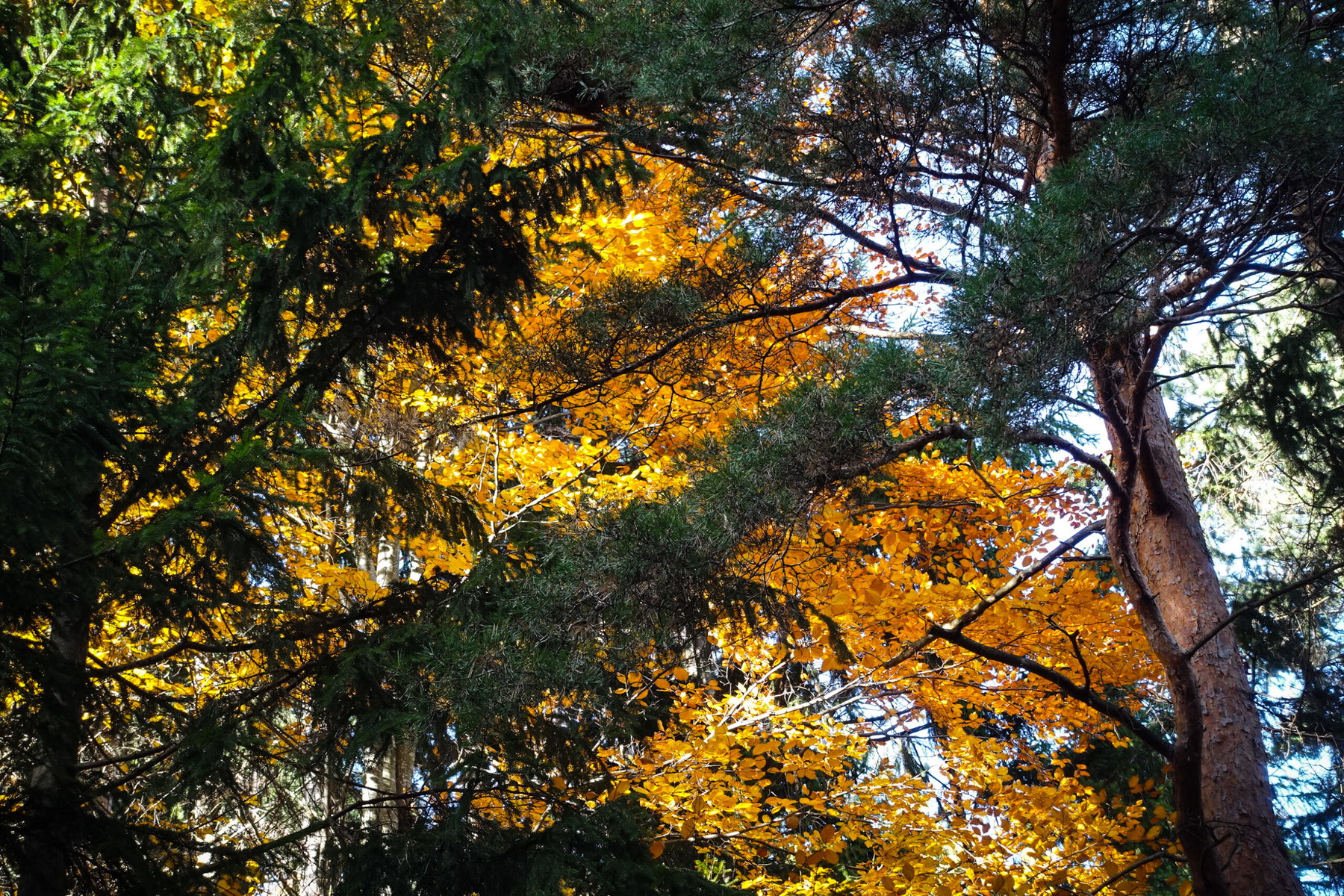 Gahns-Wanderung von Prigglitz nach Payerbach