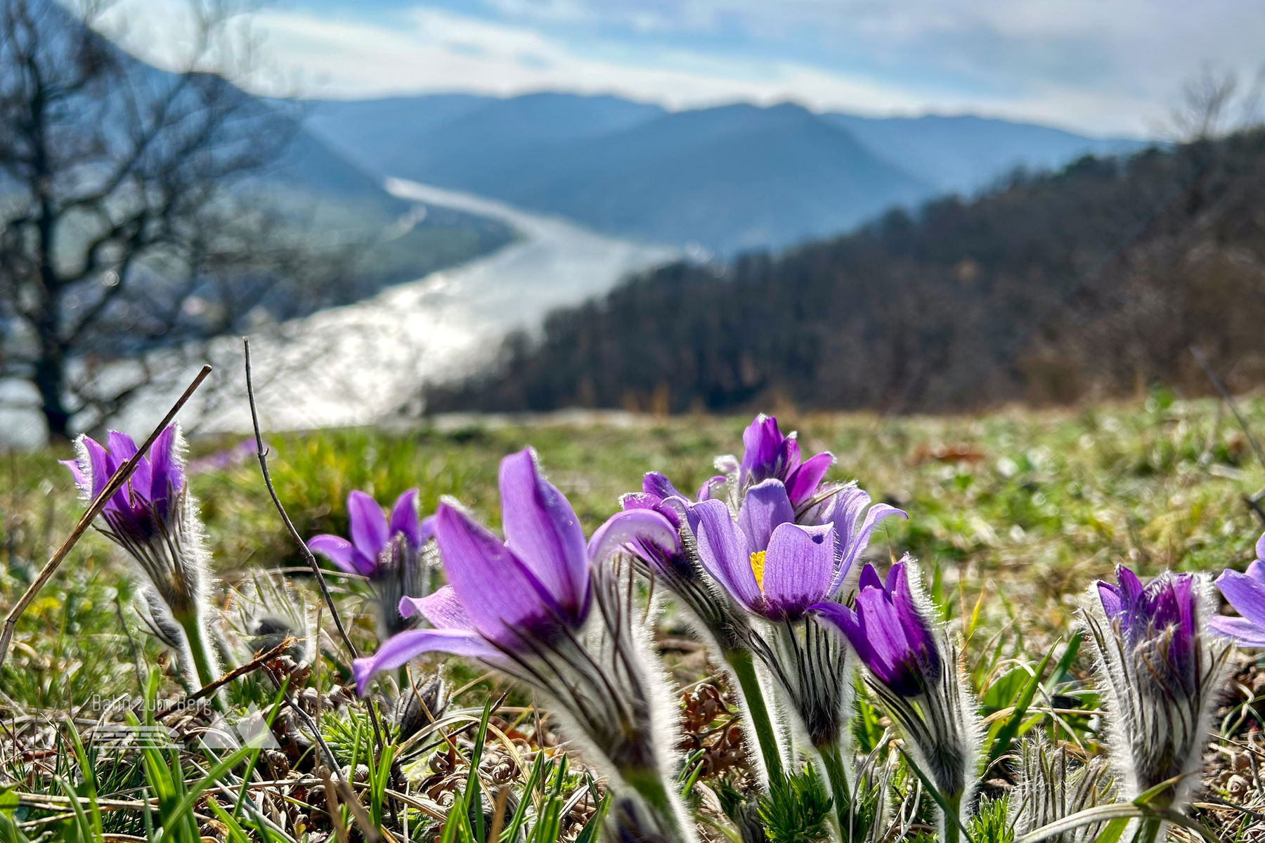 Kuhschellen Schauen am Höhenweg St. Michael in der Wachau