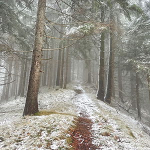 Gromannüberschreitung von Laubenbachmühle nach Frankenfels
