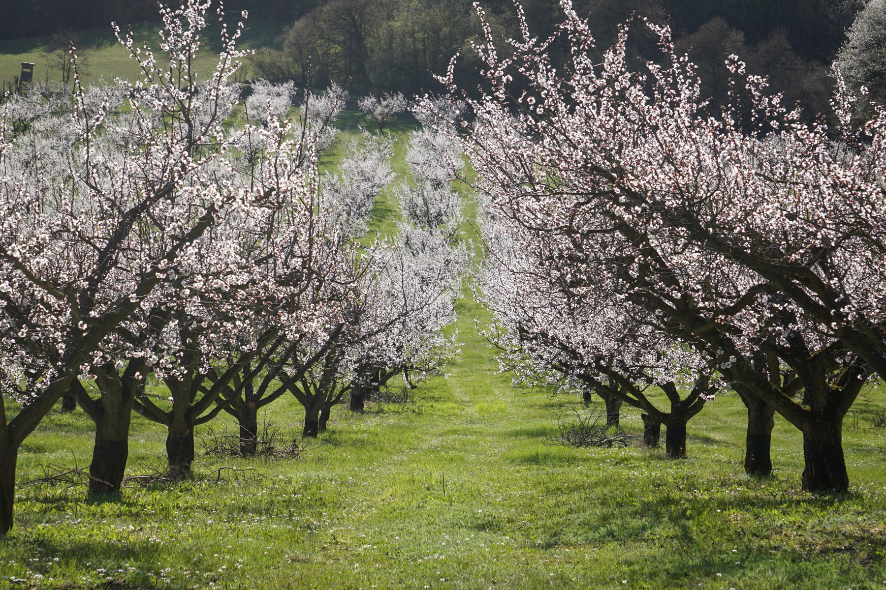 Frühling in der Wachau: Marillenblüte, Aussichtspunkt Seekopf und Burgruine Aggstein